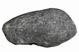 Fossil Whale Ear Bone - Miocene #177763-1